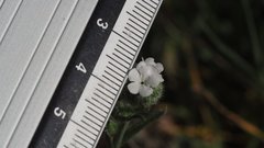 Cryptantha muricata jonesii