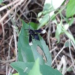 Myrmecopsis strigosa