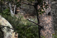 Empidonax traillii extimus