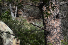 Empidonax traillii extimus