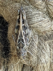 Hippiscus ocelote