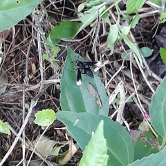 Myrmecopsis strigosa