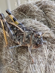 Hippiscus ocelote