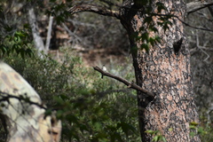 Empidonax traillii extimus