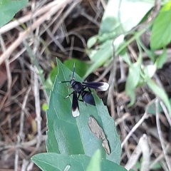 Myrmecopsis strigosa