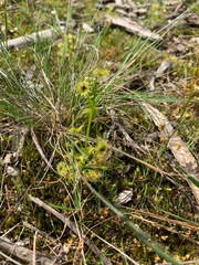 Drosera hookeri