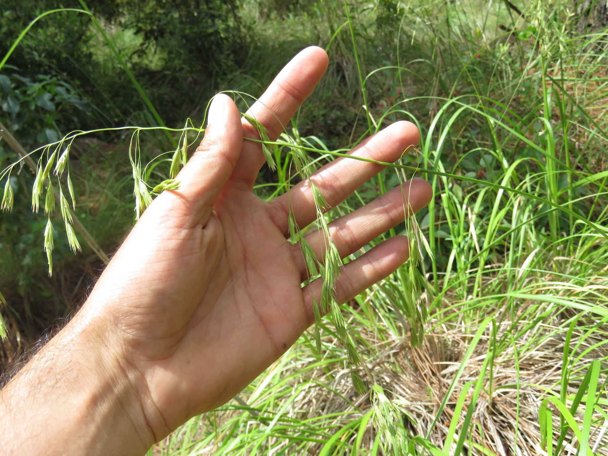 Festuca breviglumis