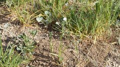 Cryptantha muricata jonesii