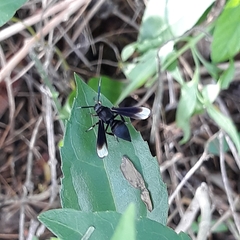 Myrmecopsis strigosa