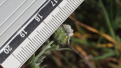 Cryptantha muricata jonesii