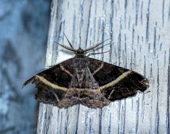 Harutalcis vialis