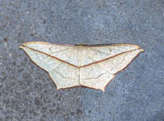 Timandra correspondens