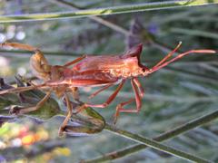Elasmopoda valga