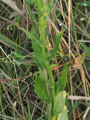 Lobelia elongata