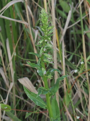Lobelia elongata