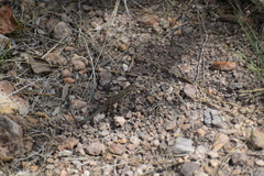 Aspidoscelis uniparens