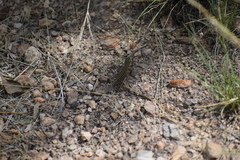 Aspidoscelis uniparens