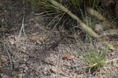 Aspidoscelis uniparens