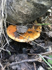 Cortinarius trivialis