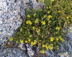 Ivesia gordonii