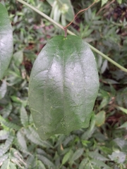 Passiflora talamancensis