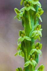 Platanthera michaelii