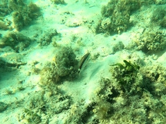 Serranus psittacinus