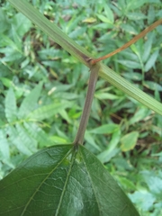 Passiflora talamancensis
