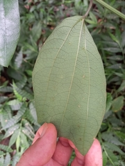 Passiflora talamancensis