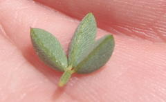 Indigofera porrecta