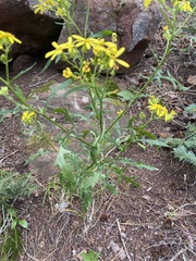 Senecio eremophilus