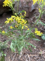 Senecio eremophilus