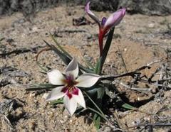 Lapeirousia macrospatha