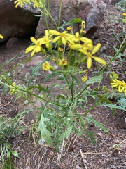 Senecio eremophilus