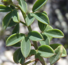 Indigofera porrecta