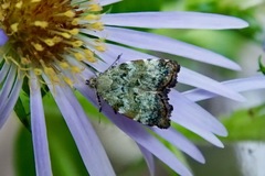 Choreutis diana