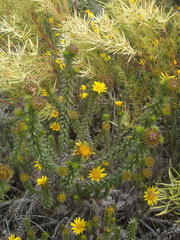 Cullumia carlinoides