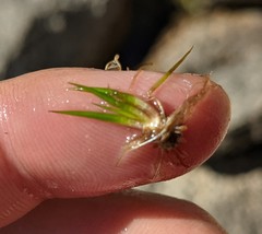 Isoetes bolanderi