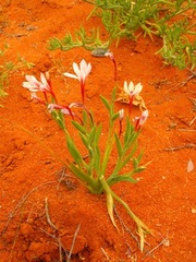 Lapeirousia macrospatha