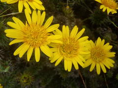 Cullumia carlinoides