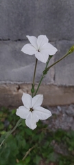 Nicotiana repanda