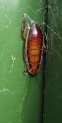 Drymaplaneta heydeniana