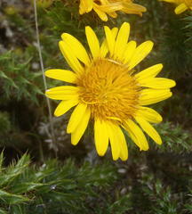 Cullumia carlinoides