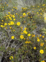 Cullumia carlinoides