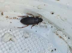 Harpalus griseus