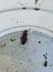 Harpalus griseus