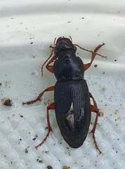 Harpalus griseus