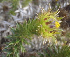 Cullumia carlinoides