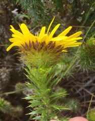 Cullumia carlinoides