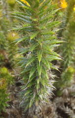 Cullumia carlinoides